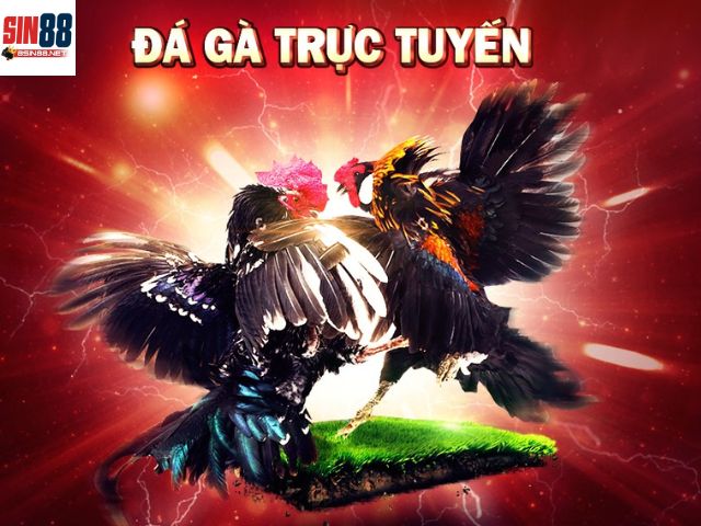 Đá gà cựa tròn